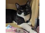 Adopt Elliott a Tuxedo