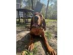 Adopt Aspen a Redbone Coonhound, Mixed Breed