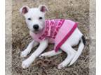 Bull Terrier Mix DOG FOR ADOPTION RGADN-1223530 - Aspen - Bull Terrier /