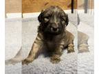 Border Terrier-Chinese Shar-Pei Mix DOG FOR ADOPTION RGADN-1223929 - Butch -