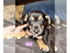 Labrador Retriever Mix DOG FOR ADOPTION RGADN-1228335 - Country girls - Terrier