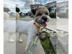 Border Terrier Mix DOG FOR ADOPTION RGADN-1229166 - Howie - Schnauzer / Border