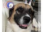Great Pyrenees DOG FOR ADOPTION RGADN-1229184 - Eve - Great Pyrenees / Boxer