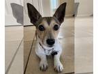 Jack Chi DOG FOR ADOPTION RGADN-1229188 - Juno - Jack Russell Terrier /