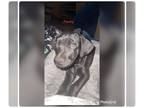 Labrador Retriever Mix DOG FOR ADOPTION RGADN-1229189 - Penny - Labrador