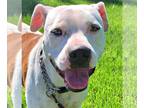 American Pit Bull Terrier Mix DOG FOR ADOPTION RGADN-1229193 - Duchess -