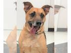 Dachshund Mix DOG FOR ADOPTION RGADN-1229194 - Axl - Terrier / Dachshund / Mixed