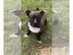 American Pit Bull Terrier-Dachshund Mix DOG FOR ADOPTION RGADN-1229196 - Dobby -