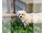 Lhasa Apso DOG FOR ADOPTION RGADN-1229198 - Girlfriend - Lhasa Apso / Bichon