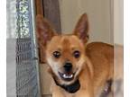 Chipin DOG FOR ADOPTION RGADN-1229199 - Snickers - Miniature Pinscher /