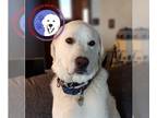 Great Pyrenees DOG FOR ADOPTION RGADN-1229202 - Frosty Bear - Great Pyrenees /