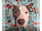 American Pit Bull Terrier DOG FOR ADOPTION RGADN-1229203 - Lonnie - COURTESY