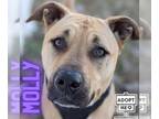 American Pit Bull Terrier Mix DOG FOR ADOPTION RGADN-1229207 - Molly - Shepherd