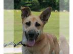 Golden Shepherd DOG FOR ADOPTION RGADN-1229216 - Skye - German Shepherd Dog /