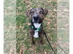 Boxer Mix DOG FOR ADOPTION RGADN-1229218 - Pluto - Boxer / Terrier / Mixed Dog