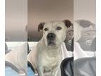 American Pit Bull Terrier Mix DOG FOR ADOPTION RGADN-1229219 - Lola - Pit Bull
