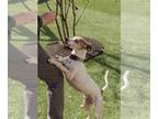 Jack Russell Terrier DOG FOR ADOPTION RGADN-1229220 - Shaq - Jack Russell