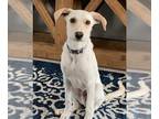 Labrador Retriever-Whippet Mix DOG FOR ADOPTION RGADN-1229224 - River - Ready