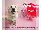 Australian Retriever DOG FOR ADOPTION RGADN-1229230 - Finn - Golden Retriever /