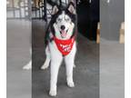 Mix DOG FOR ADOPTION RGADN-1229232 - Kodiak - Husky / Alaskan Malamute Dog For