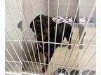 Rottweiler DOG FOR ADOPTION RGADN-1229244 - 2402-0373 Paradise - Rottweiler