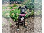 Labrador Retriever Mix DOG FOR ADOPTION RGADN-1229249 - Gwyneth - Labrador