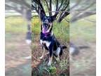 Chow Chow-German Shepherd Dog Mix DOG FOR ADOPTION RGADN-1229251 - Liberty -