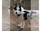 Australian Shepherd-Huskies Mix DOG FOR ADOPTION RGADN-1229254 - spooky - Husky