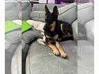 German Shepherd Dog Mix DOG FOR ADOPTION RGADN-1229264 - Coco Beth - German