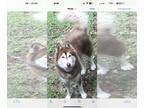 Siberian Husky DOG FOR ADOPTION RGADN-1229273 - Atka - Siberian Husky / Alaskan