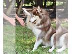 Siberian Husky DOG FOR ADOPTION RGADN-1229273 - Atka - Siberian Husky / Alaskan