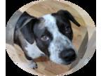 Beagle Mix DOG FOR ADOPTION RGADN-1229279 - Panda - Hound / Beagle / Mixed