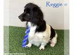 Paperanian DOG FOR ADOPTION RGADN-1229287 - Reggie - Papillon / Pomeranian /