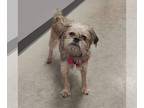 Brussels Griffon DOG FOR ADOPTION RGADN-1229290 - Tinsel - Brussels Griffon