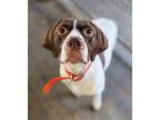 Adopt Ford a English Pointer