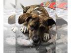 Boxador DOG FOR ADOPTION RGADN-1229299 - Bonita - Labrador Retriever / Boxer /