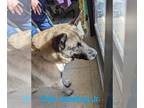 Norwegian Elkhound Mix DOG FOR ADOPTION RGADN-1229317 - Dale Junebug Jr
