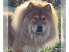 Chow Chow DOG FOR ADOPTION RGADN-1229378 - Romeo - Chow Chow (long coat) Dog For