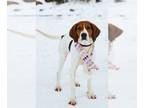 Treeing Walker Coonhound DOG FOR ADOPTION RGADN-1229381 - Pennylayne - Treeing