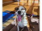 Boxer Mix DOG FOR ADOPTION RGADN-1229383 - Rosie - Boxer / Mixed (short coat)