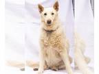 Siberian Husky Mix DOG FOR ADOPTION RGADN-1229390 - Savannah - Shepherd /