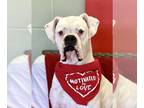 Boxer DOG FOR ADOPTION RGADN-1229401 - Willie Nelson - Boxer Dog For Adoption
