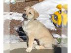 Labrador Retriever-Retriever Mix DOG FOR ADOPTION RGADN-1229406 - Ying -