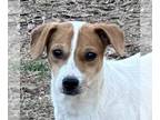 Jack-A-Bee DOG FOR ADOPTION RGADN-1229414 - Cory - Jack Russell Terrier / Beagle