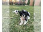 Poochon DOG FOR ADOPTION RGADN-1229417 - HOLLY (COURTESY POST) - Bichon Frise /