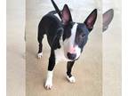 Bull Terrier DOG FOR ADOPTION RGADN-1229437 - Rudy - Bull Terrier (short coat)