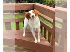 Brittany DOG FOR ADOPTION RGADN-1229438 - OK/Bella Rae (TX) - Brittany (medium