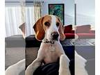 Beagle DOG FOR ADOPTION RGADN-1229478 - Sunny Star Scout - Beagle Dog For