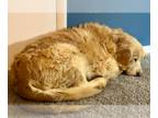 Golden Retriever DOG FOR ADOPTION RGADN-1229479 - Braxton - Golden Retriever