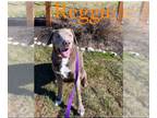 Labrador Retriever Mix DOG FOR ADOPTION RGADN-1229486 - Reggie - Labrador